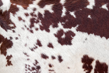 Cowhide for use as a background in full frame