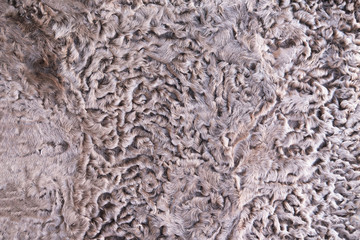 Closeup karakul fur texture to background