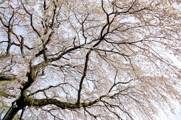 枝垂れ桜　古木