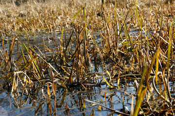 Damp biotope in the spring