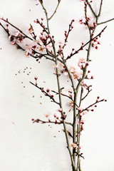 Spring blooming branch, flat lay composition