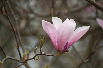 closeup of magnolia pink flowers at spring