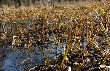 Damp biotope in the spring