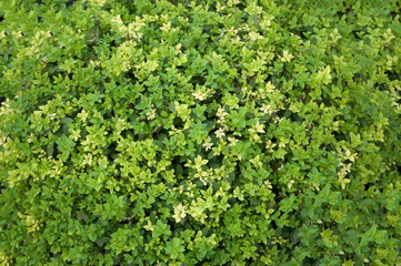 Green Leaves background