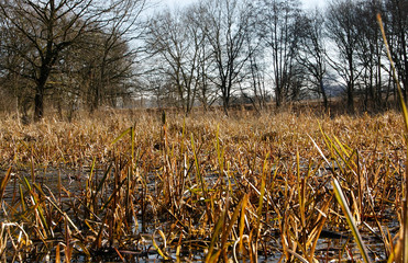 Damp biotope in the spring