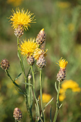 wild knapweed yellow