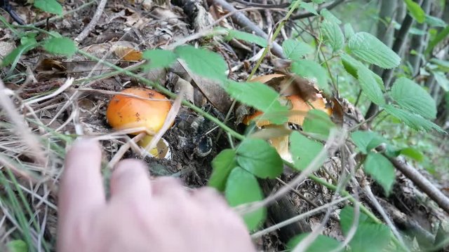 man looks for mushrooms in natural environment. Amanita caesarea, Caesar's mushroom is a delicious edible wild mushroom good to eat raw to the salad. Picking wild mushrooms in the woods.