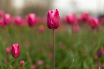 tulips blossom on blured background. Selective focus, vintage toned picture