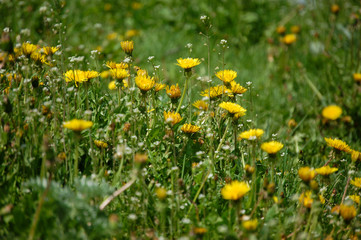 Obraz na płótnie Canvas dandelions on the green lawn