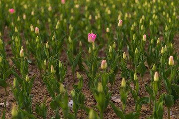 tulips blossom on blured background. Selective focus, vintage toned picture