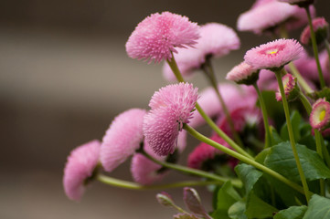 closeup of pink daisies in a basket - Bellis perennis