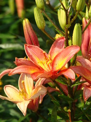 Obraz premium lily Forever Marjolein flower closeup