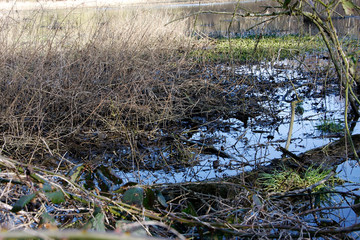 Damp biotope in the spring