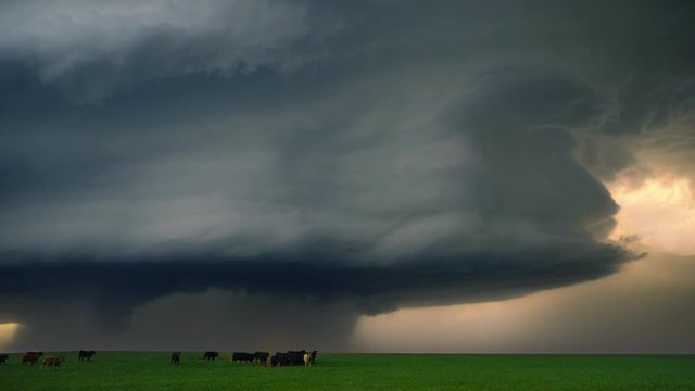 Livestock Near Supercell Storm