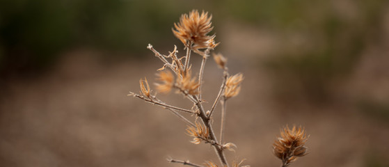 Thistle in Field