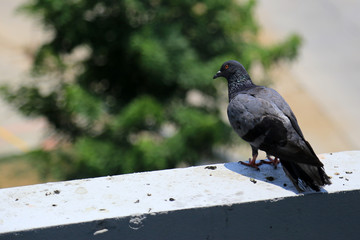Pigeon (Columba livia) on the roof of city building.
