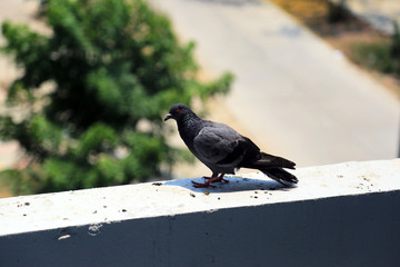 Pigeon (Columba livia) on the roof of city building.