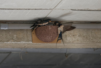 Hirondelles rustiques, nourrissage © Patrick