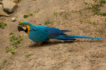  Blue-and-yellow macaw (Ara ararauna).
