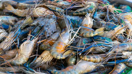 Fresh shrimp at seafood market, Thailand