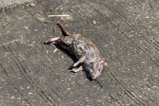 Dead rat death on the sidewalk. Selective focus