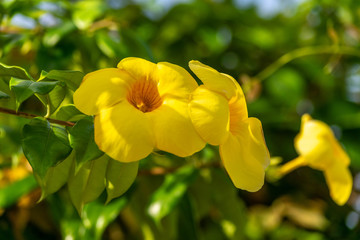 Fototapeta na wymiar Close up of allamanda cathartica or yellow Allamanda flower