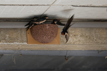 Hirondelles rustiques, nourrissage © Patrick