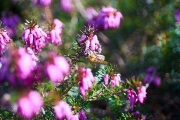 common heather in blossom                             