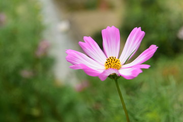 Beautiful Chrysanthemum Plants