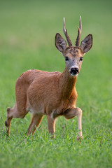 Male roe deer, capreolus capreolus, buck walking forward in summer with green blurred background.