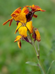 Erysimum aka Wallflower flowers outdoors. Bright and perfumed spring garden plants. Defocussed background.