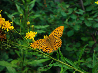 butterfly on flower