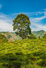 Tree in landscape of trea plantation close to little Adam's Peak in Sri Lanka