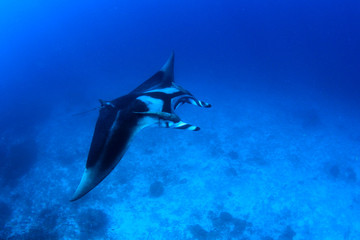 Obraz na płótnie Canvas Oceanic Manta Ray