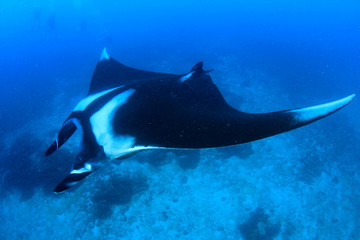 Oceanic Manta Ray