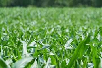 Green field of young corn