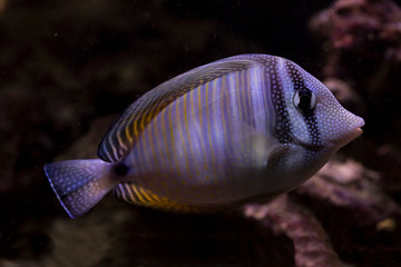 Red Sea sailfin tang, Desjardin's sailfin tang (Zebrasoma desjardinii).