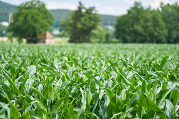 Green field of young corn  with trees in the background