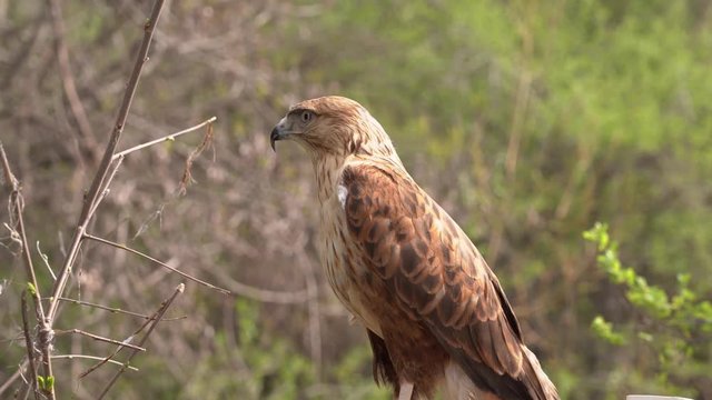 Hawk preening its feathers, Tied hawk sitting on a cage in the woods,