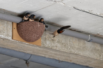 Hirondelles rustiques, nourrissage © Patrick