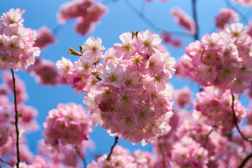 Sakuras in Blossom                      