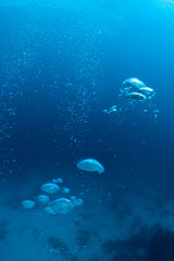 Fototapeta na wymiar Bubbles from a Scuba diver