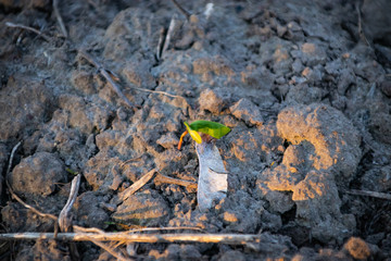 Young plants make their way from the ground to the sunlight