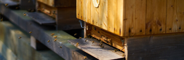  Bees entering wooden beehive                              