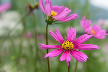 Obraz premium Beautiful Chrysanthemum Plants