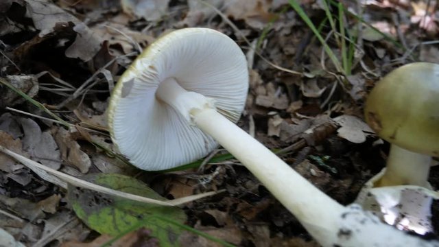 Amanita phalloides, death cap, is a deadly poisonous fungus, the most dangerous mushroom. fatal mushroom poisonings worldwide. A mycologist collects amanita phalloides for study purposes