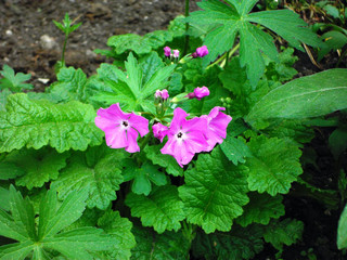 flowers in the garden
