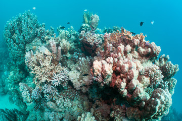 Beatiful corals in the Red Sea