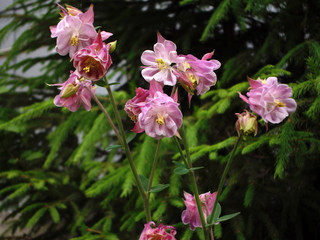 pink flowers in the garden