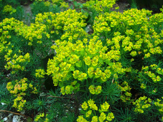 background of green leaves
